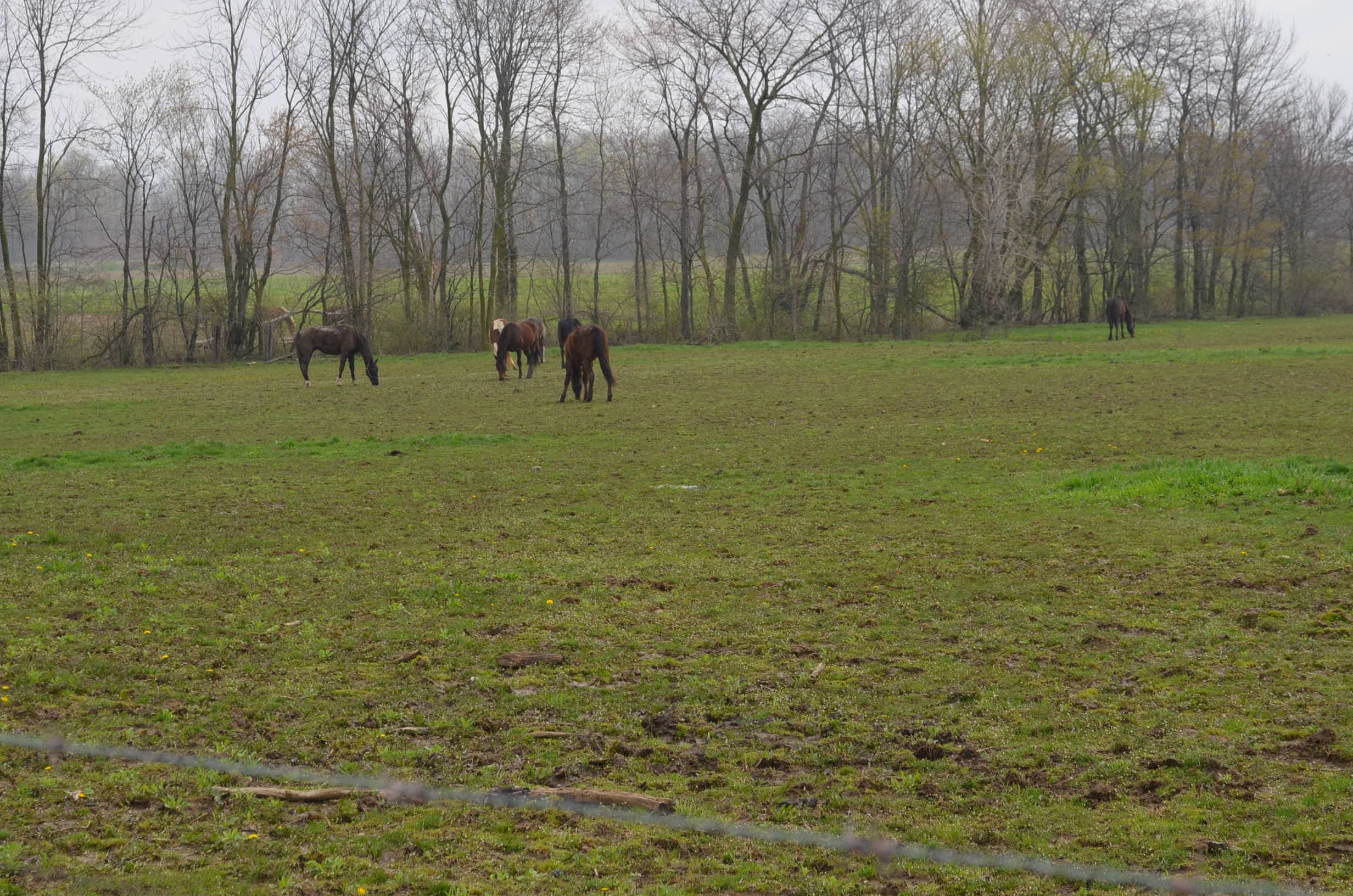 Property photo 8 - Amish Farm Auction - 7 Bedroom 2 Bathroom Home